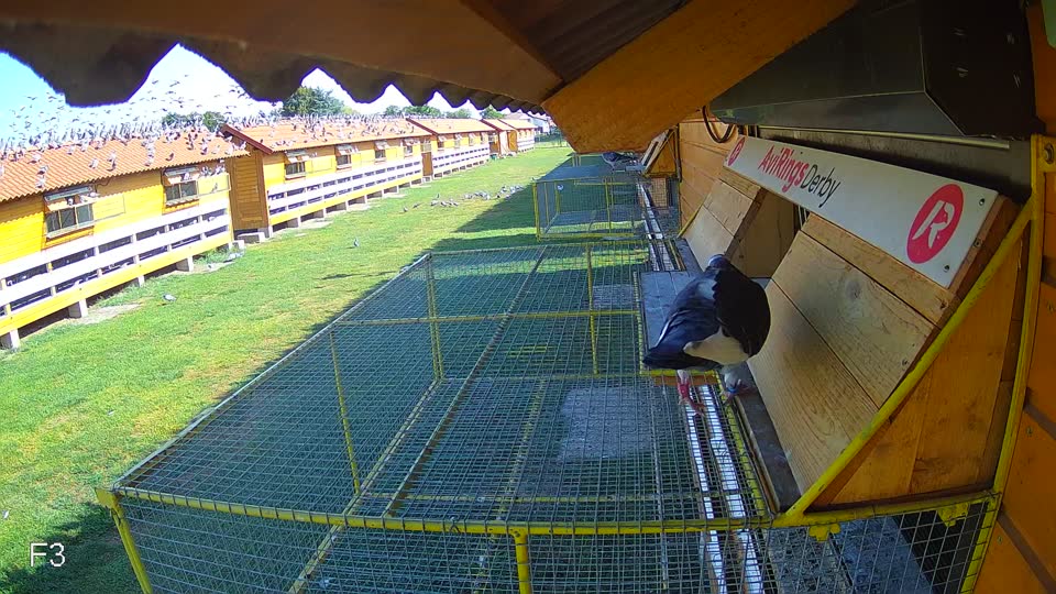 Pigeon Arrival Image For Race Race 2