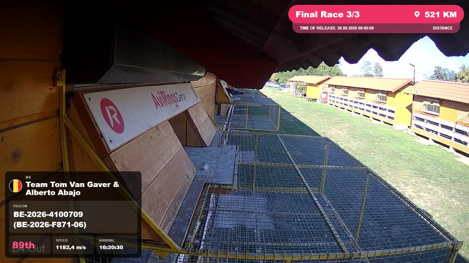 Pigeon Arrival Image For Race Final Race 3/3