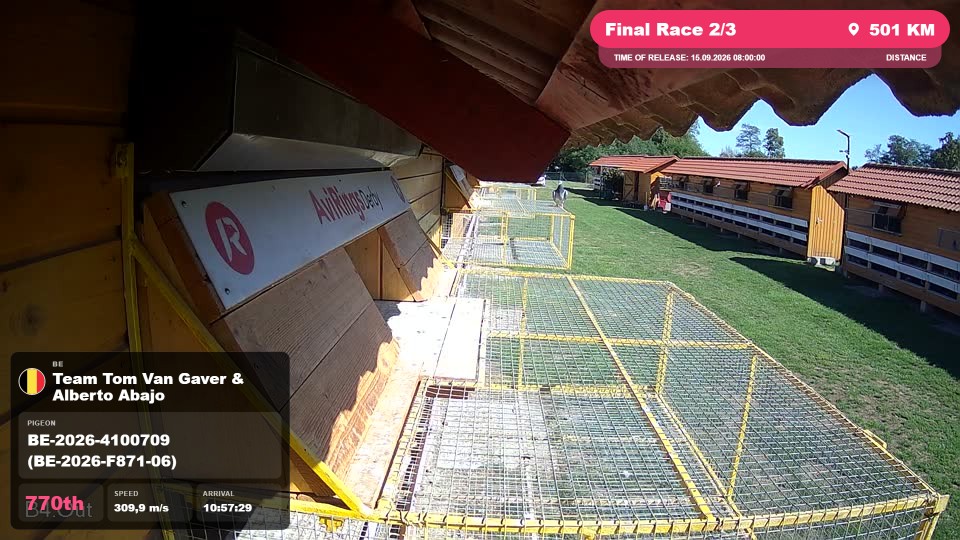 Pigeon Arrival Image For Race Final Race 2/3