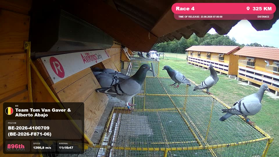 Pigeon Arrival Image For Race Race 4