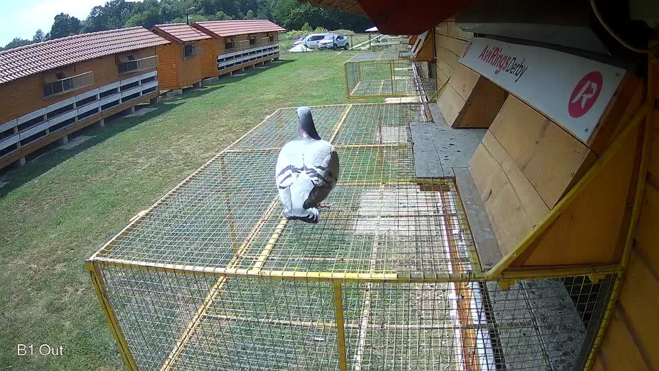Pigeon Arrival Image For Race Race 4