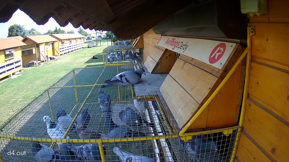 Pigeon Arrival Image For Race Race 1