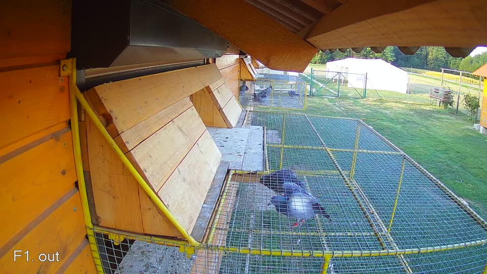 Pigeon Arrival Image For Race Final Race 1/3