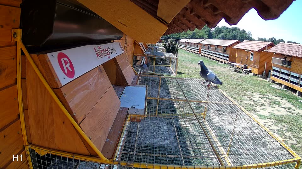 Pigeon Arrival Image For Race Race 1