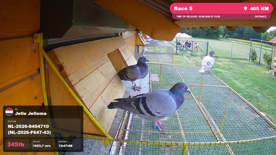 Pigeon Arrival Image For Race Race 5