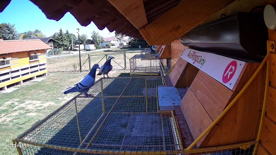 Pigeon Arrival Image For Race Race 3