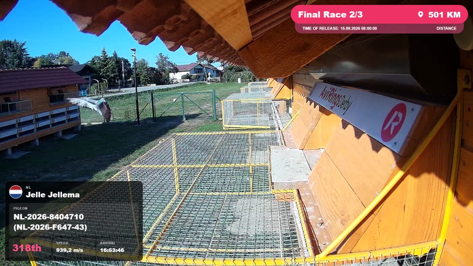 Pigeon Arrival Image For Race Final Race 2/3