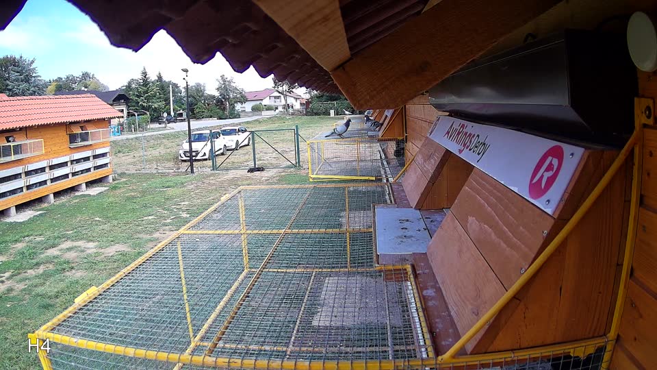Pigeon Arrival Image For Race Race 4