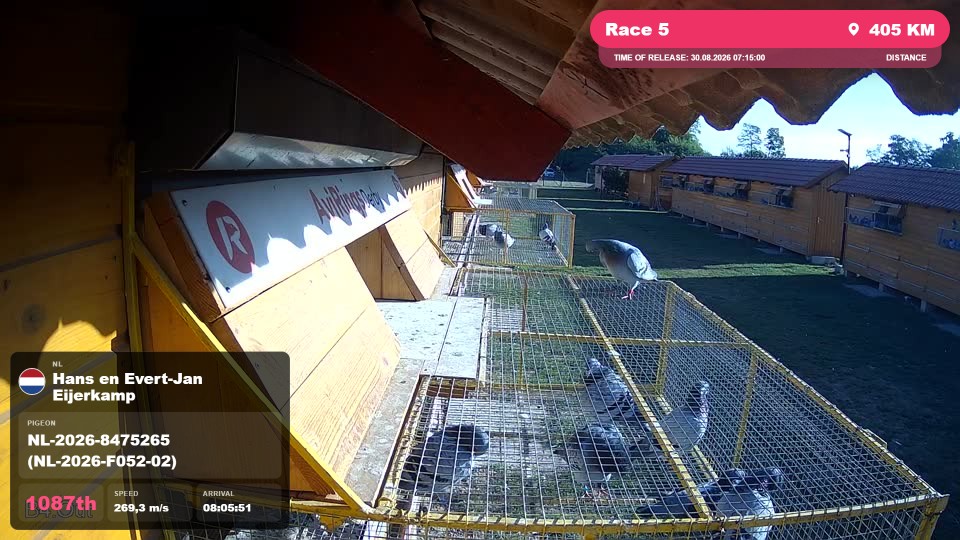 Pigeon Arrival Image For Race Race 5