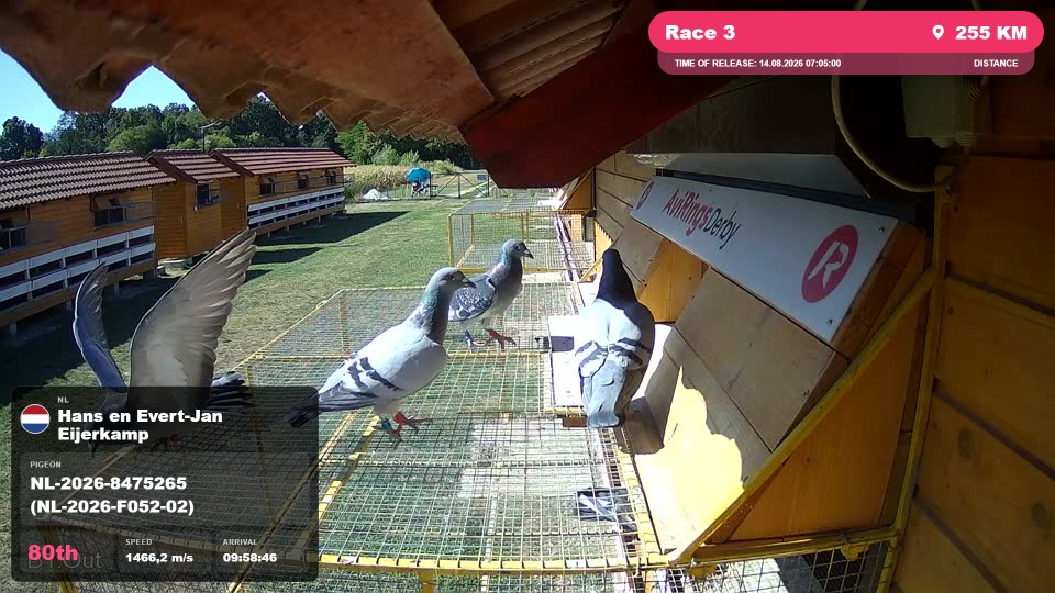 Pigeon Arrival Image For Race Race 3