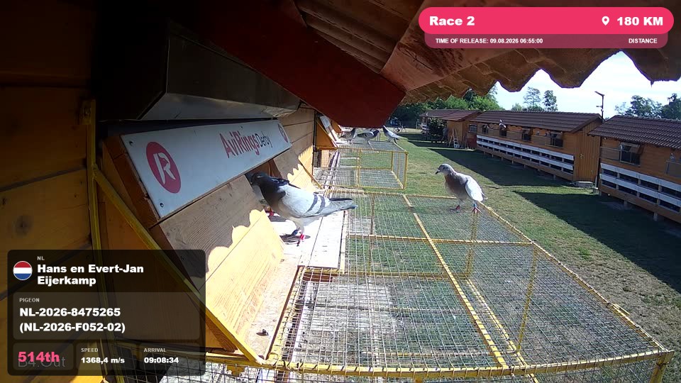 Pigeon Arrival Image For Race Race 2