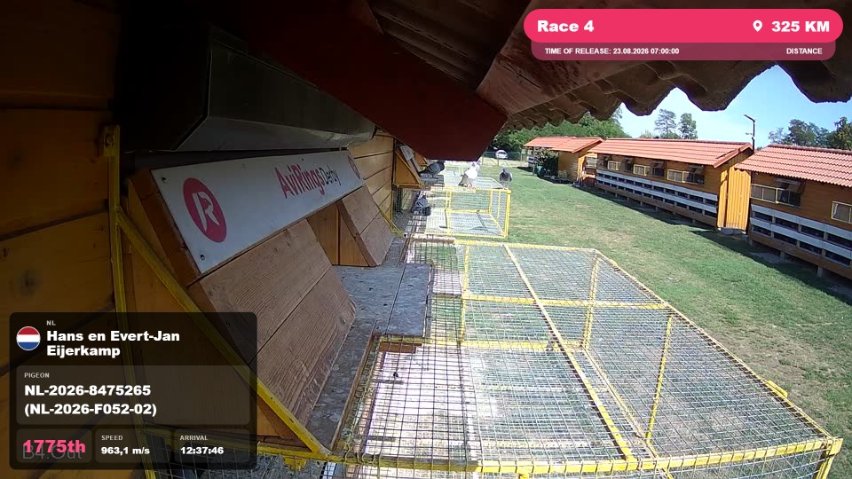 Pigeon Arrival Image For Race Race 4