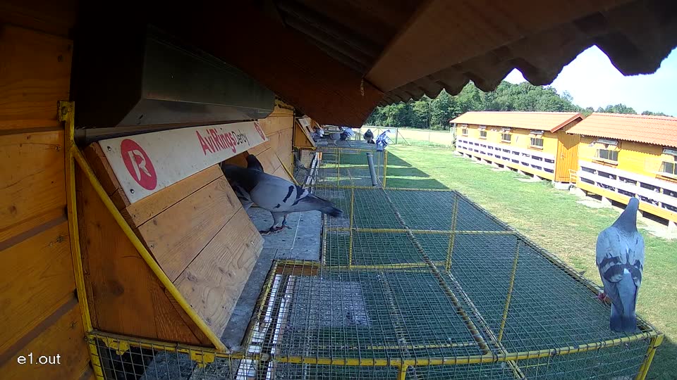 Pigeon Arrival Image For Race Race 1