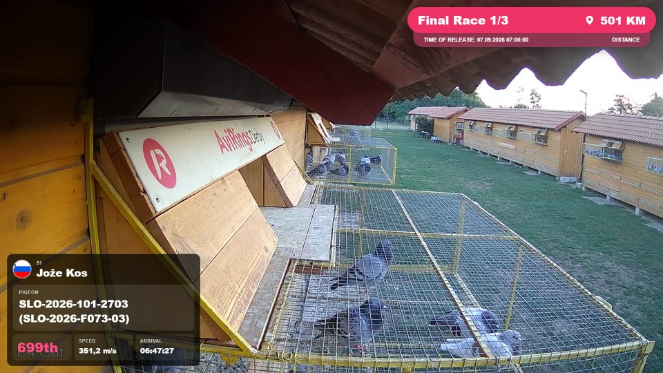 Pigeon Arrival Image For Race Final Race 1/3