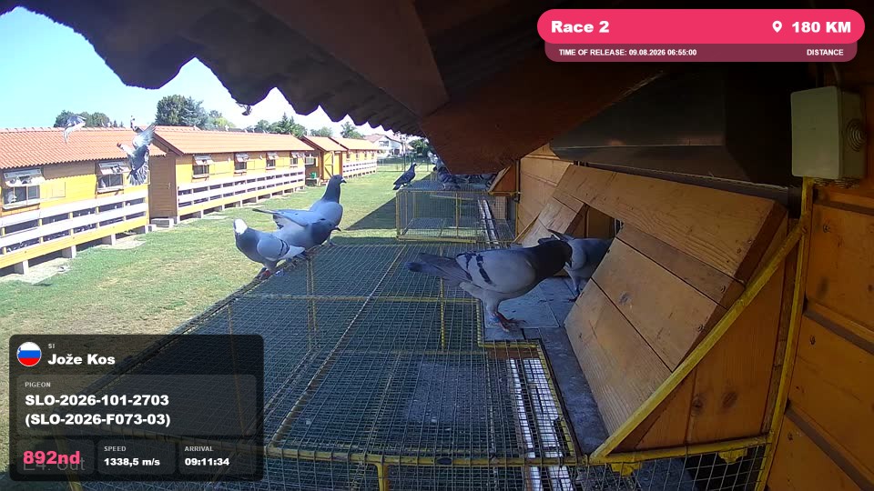 Pigeon Arrival Image For Race Race 2