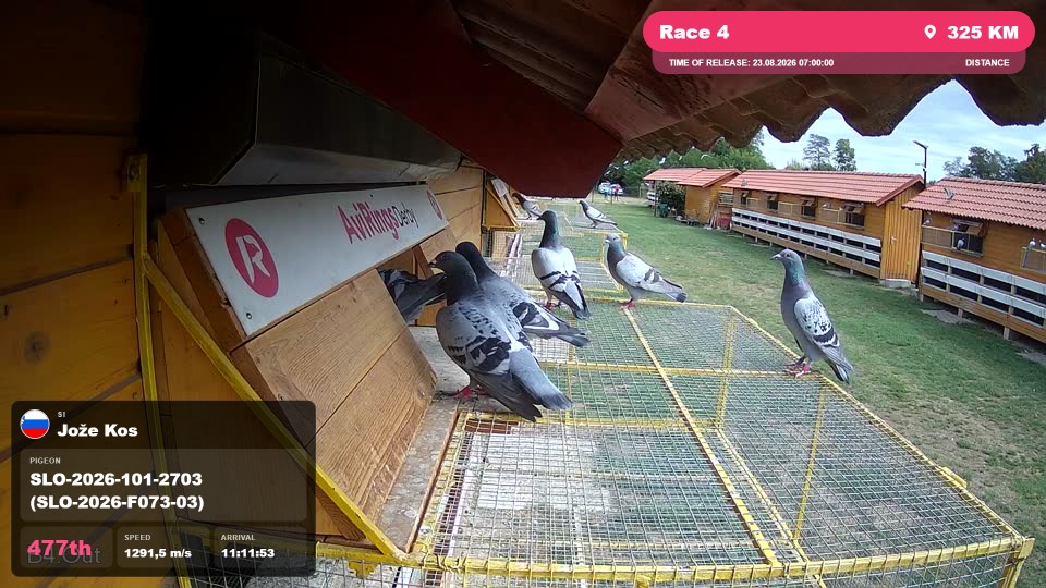 Pigeon Arrival Image For Race Race 4