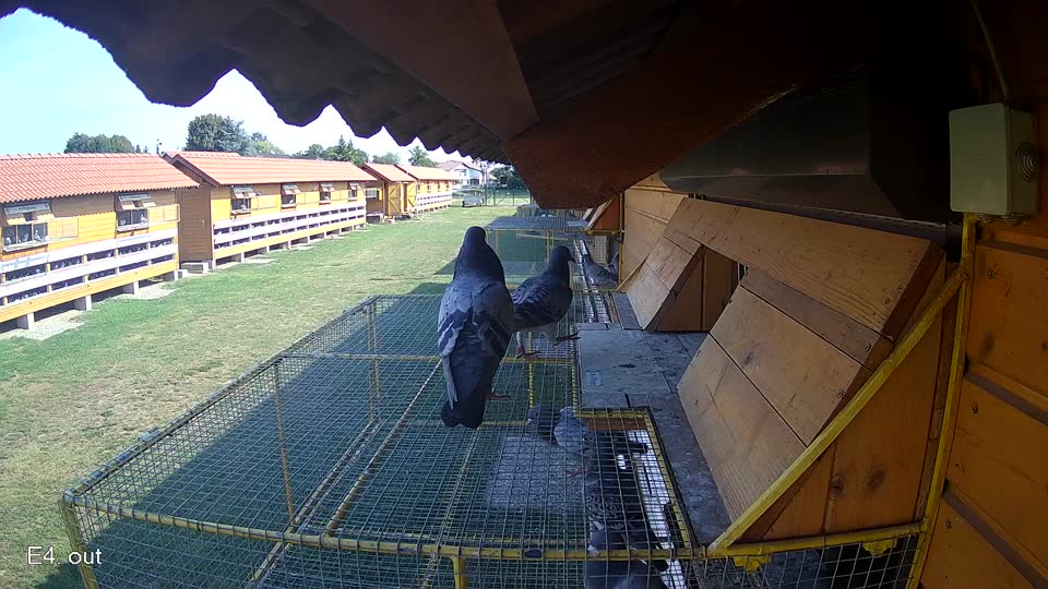 Pigeon Arrival Image For Race Race 1