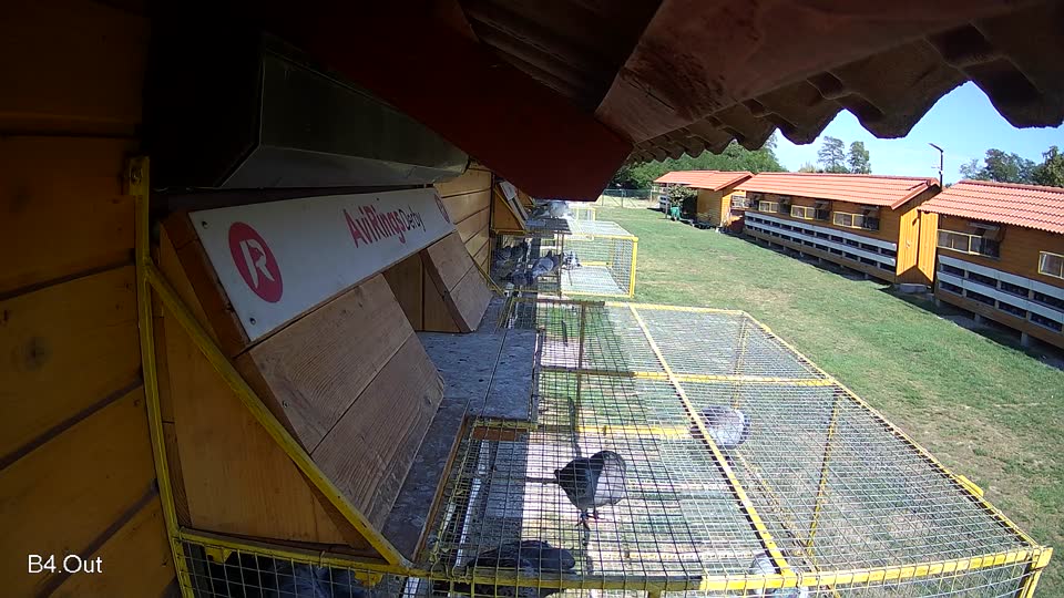 Pigeon Arrival Image For Race Race 4