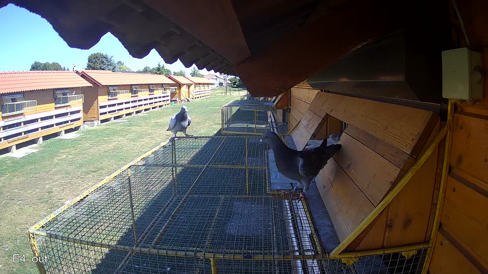 Pigeon Arrival Image For Race Race 3