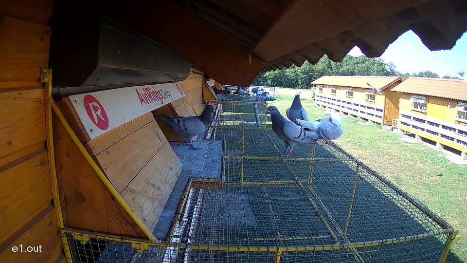 Pigeon Arrival Image For Race Race 2