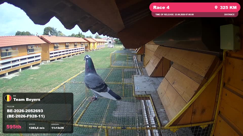 Pigeon Arrival Image For Race Race 4