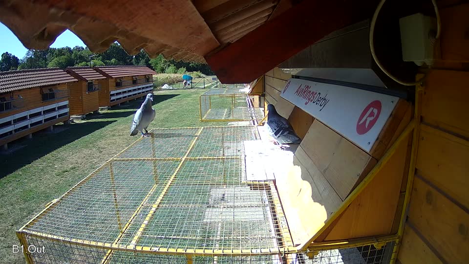 Pigeon Arrival Image For Race Race 3