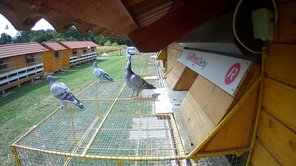 Pigeon Arrival Image For Race Race 4