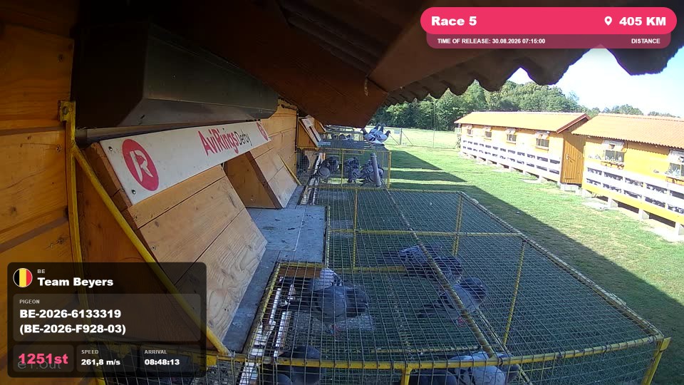 Pigeon Arrival Image For Race Race 5