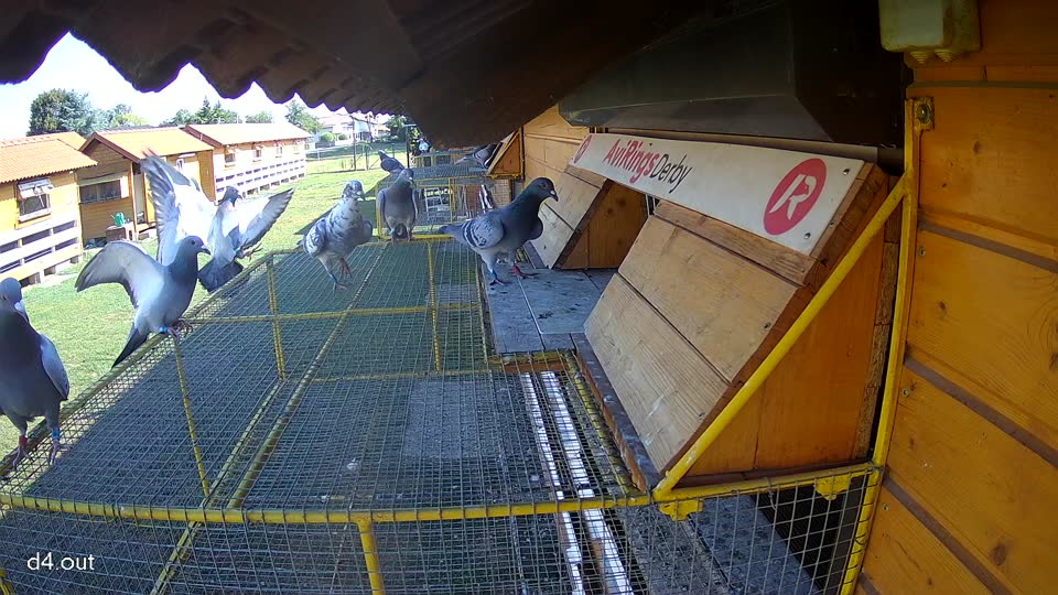 Pigeon Arrival Image For Race Race 2