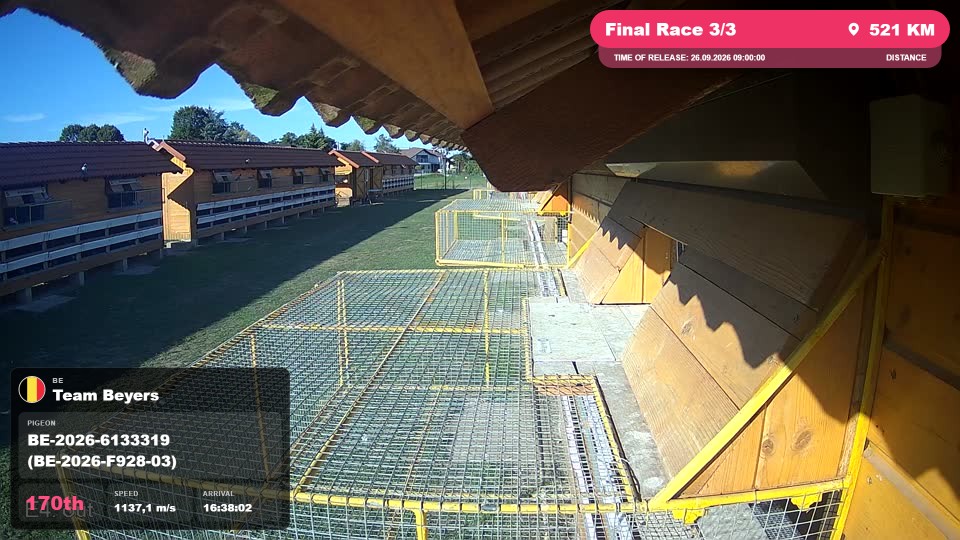 Pigeon Arrival Image For Race Final Race 3/3