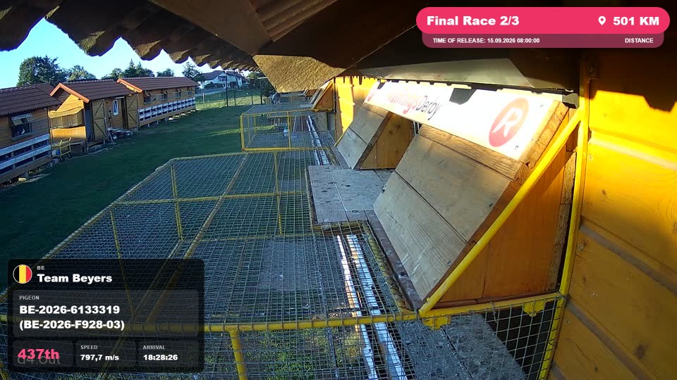Pigeon Arrival Image For Race Final Race 2/3