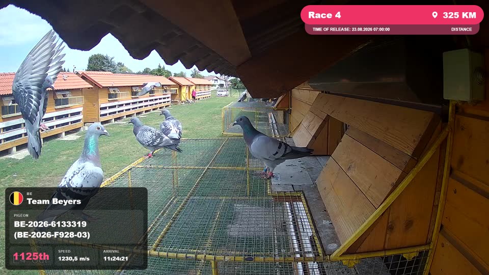 Pigeon Arrival Image For Race Race 4