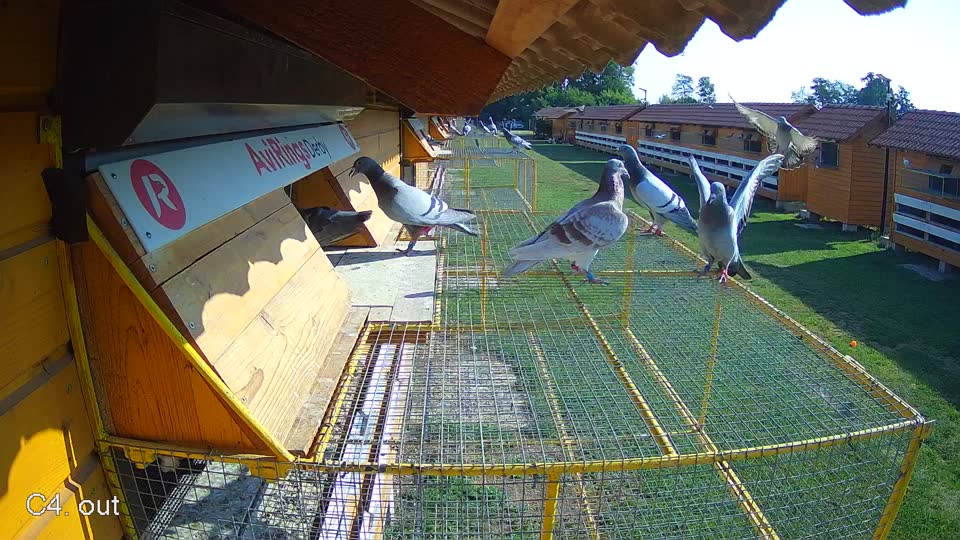 Pigeon Arrival Image For Race Race 1