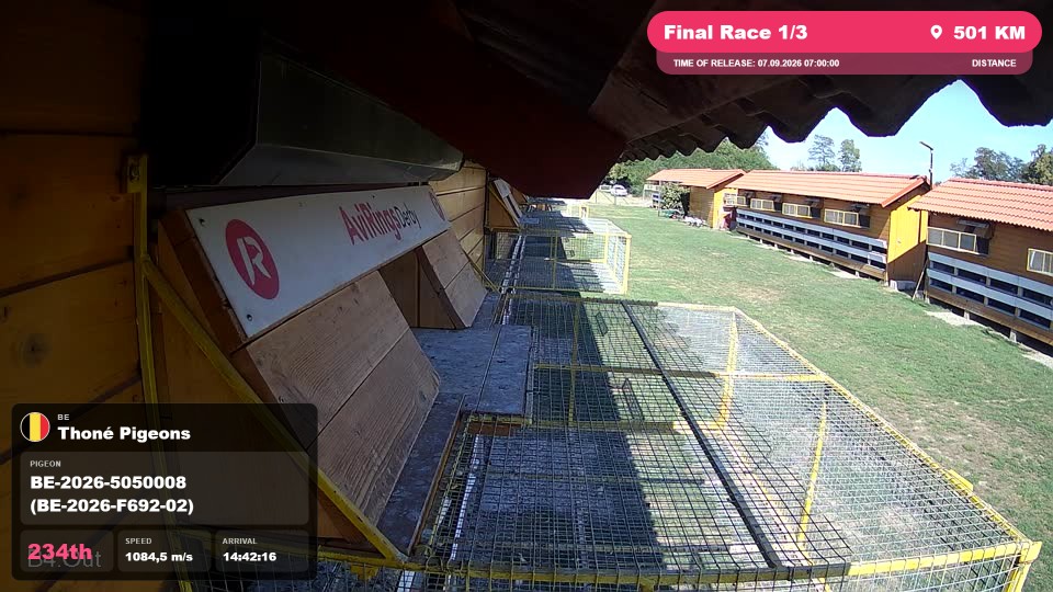 Pigeon Arrival Image For Race Final Race 1/3