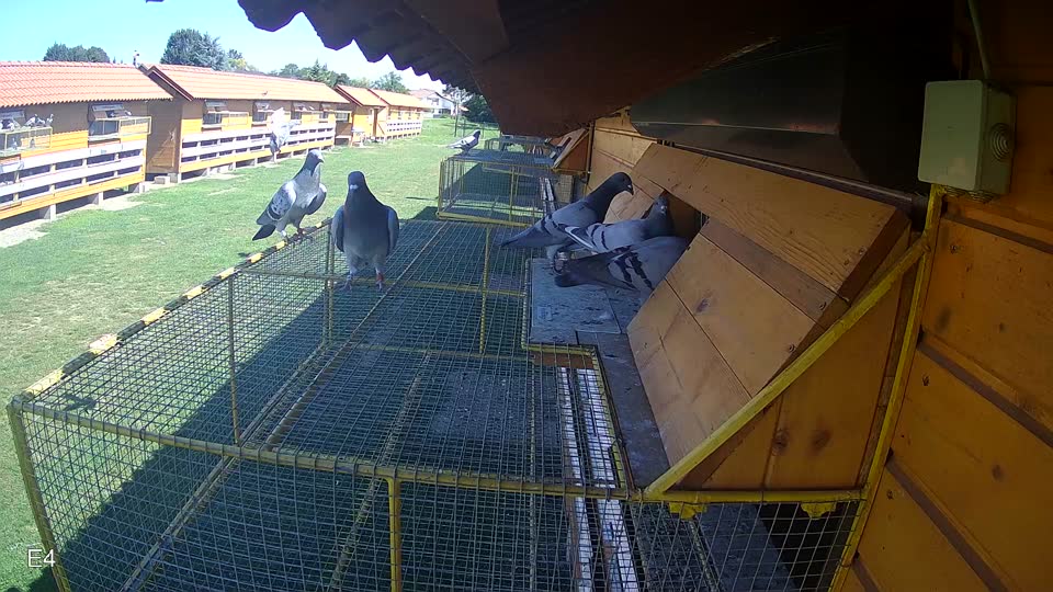Pigeon Arrival Image For Race Race 2