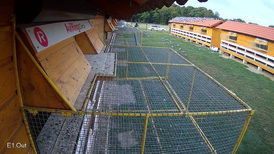 Pigeon Arrival Image For Race Race 5