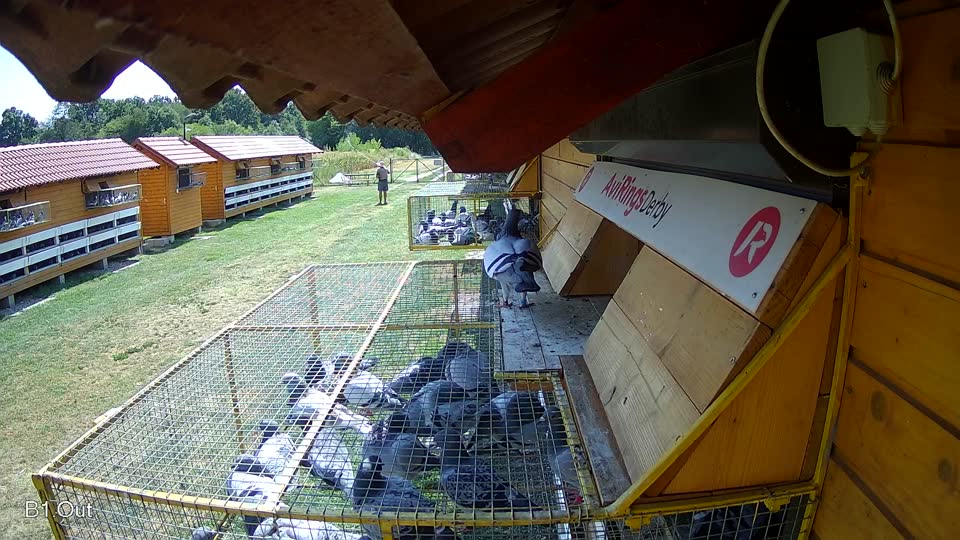 Pigeon Arrival Image For Race Race 1