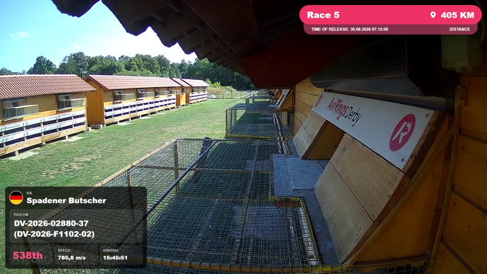 Pigeon Arrival Image For Race Race 5