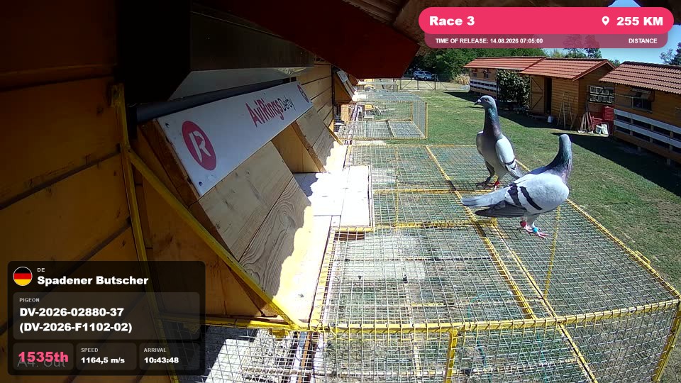Pigeon Arrival Image For Race Race 3