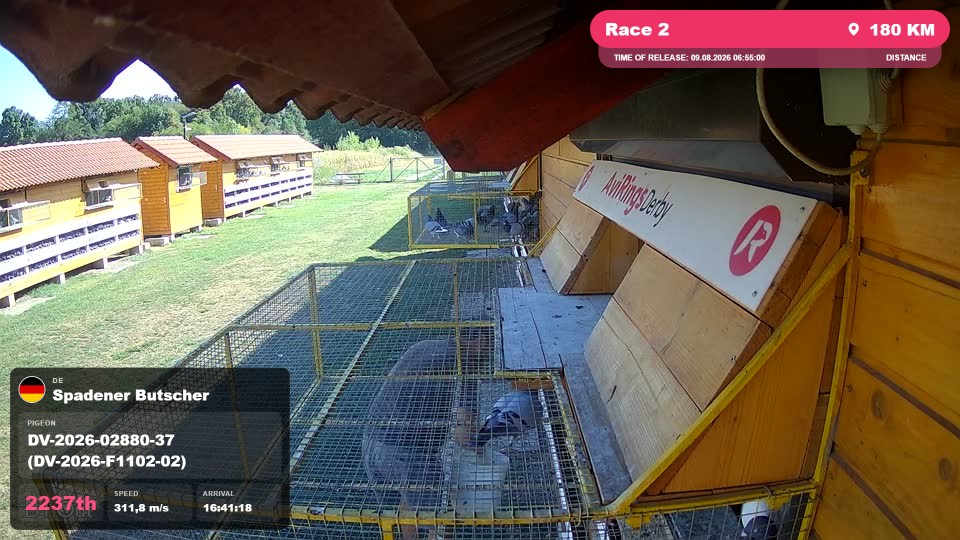Pigeon Arrival Image For Race Race 2