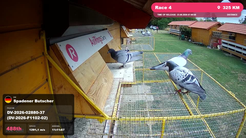 Pigeon Arrival Image For Race Race 4
