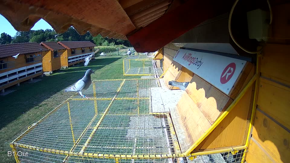 Pigeon Arrival Image For Race Race 1