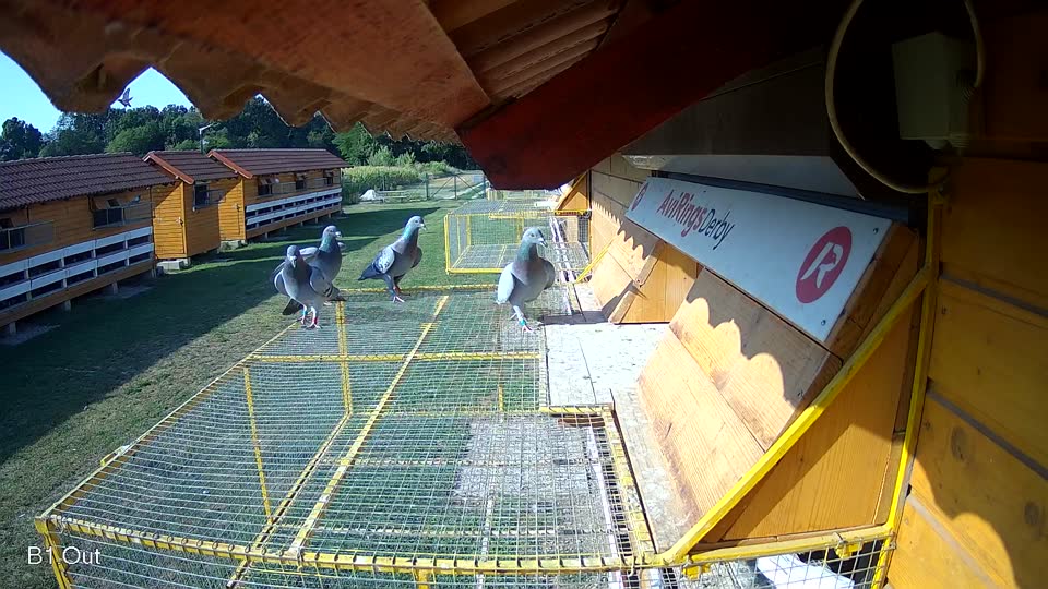 Pigeon Arrival Image For Race Race 1