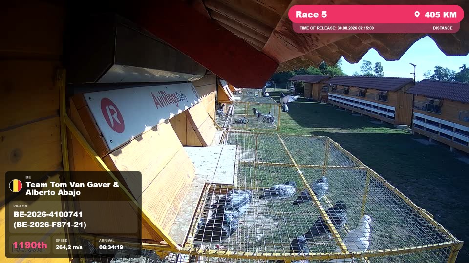 Pigeon Arrival Image For Race Race 5