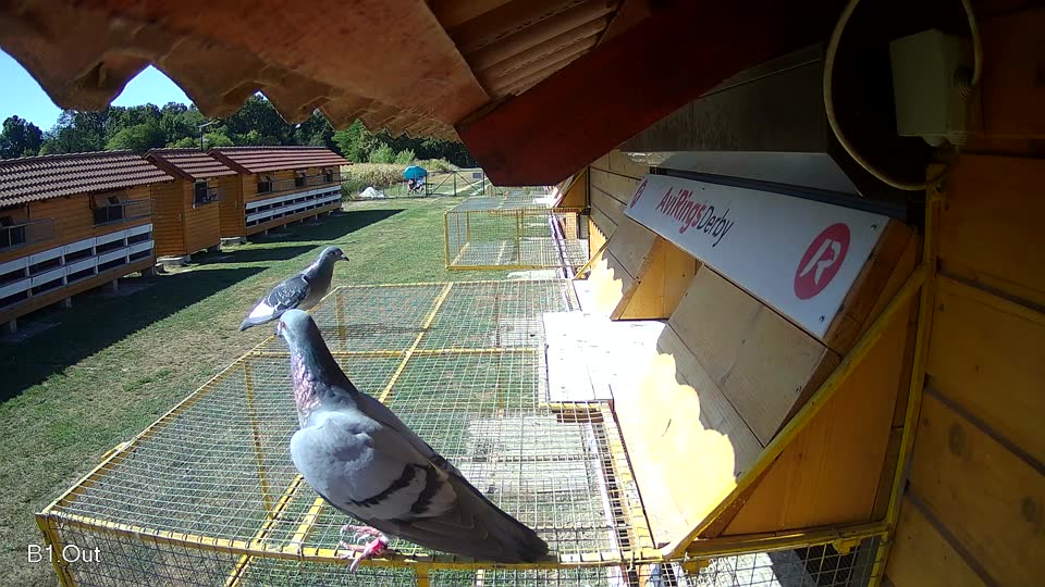 Pigeon Arrival Image For Race Race 3