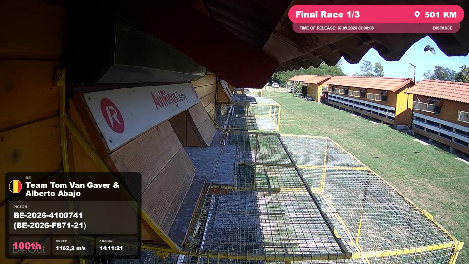 Pigeon Arrival Image For Race Final Race 1/3
