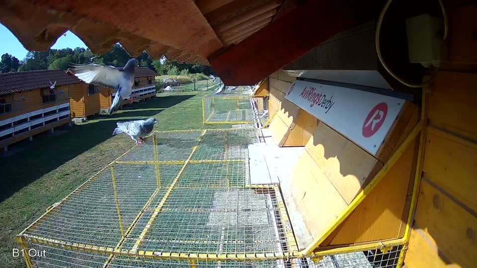Pigeon Arrival Image For Race Race 2