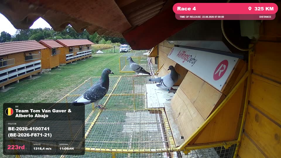 Pigeon Arrival Image For Race Race 4