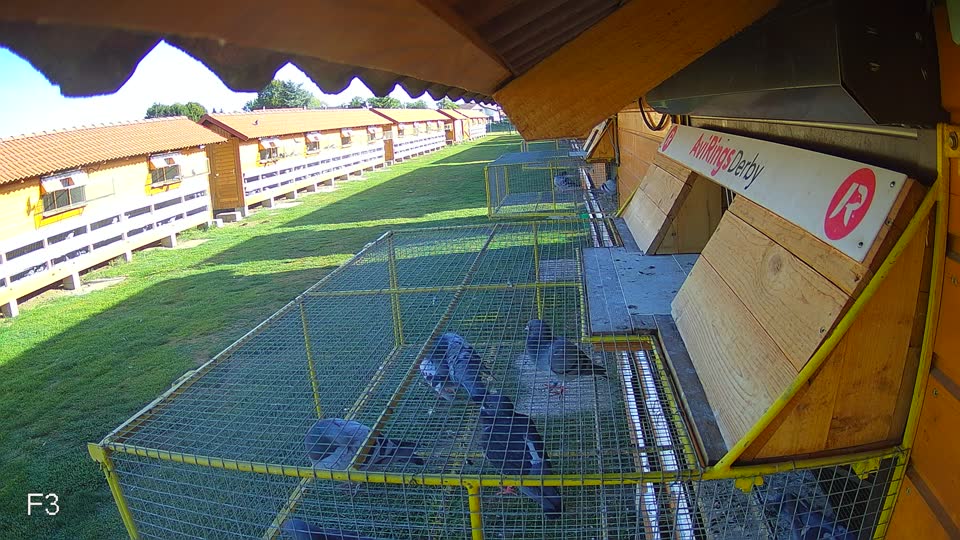 Pigeon Arrival Image For Race Race 5