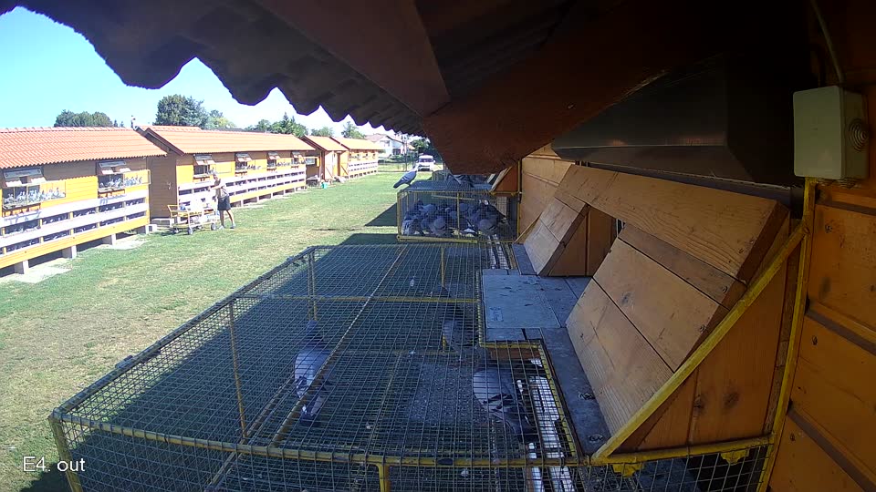 Pigeon Arrival Image For Race Race 3